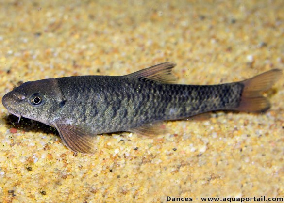 garra-rufa-male-poisson-docteur-fish-pedicure