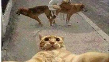 image-drole-chat-selfie